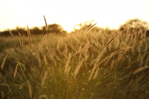 grass-shared-universe-foundation-biodiversity