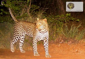 camera_trap_leopard3