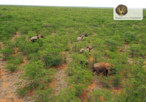 helicopter_shot_elephants_mapesu_2